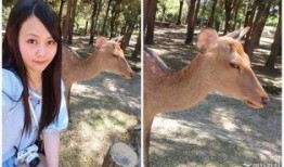 小鹿早期爆料视频大全,揭秘幕后故事与精彩瞬间