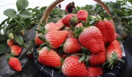 草莓农药爆料视频下载免费,免费视频揭露惊人内幕